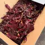 Chile Guajillo / Paprika (PREMIUM) Caja 25 lbs